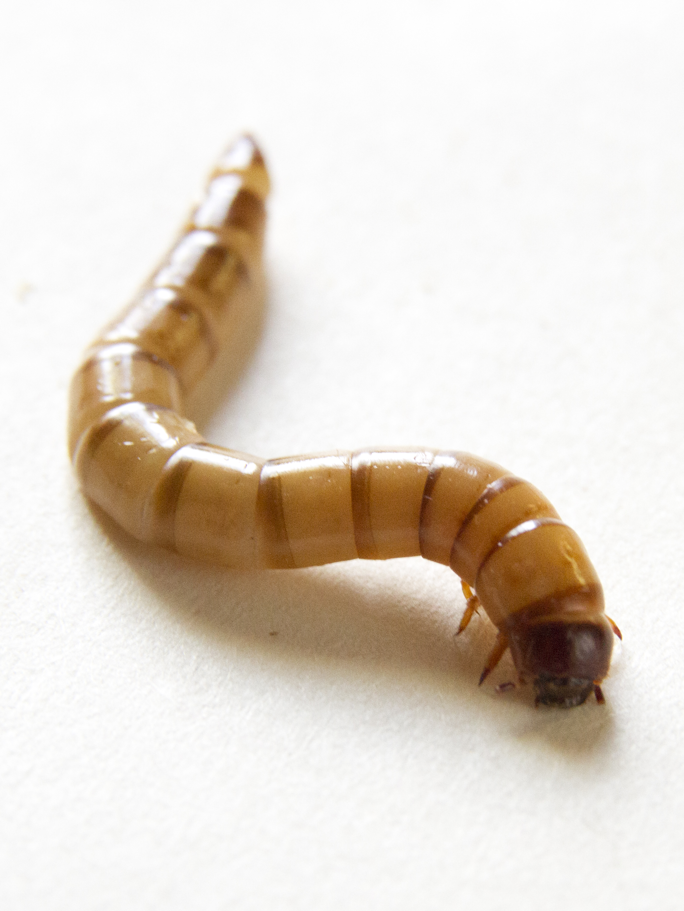 breeding super worms front view