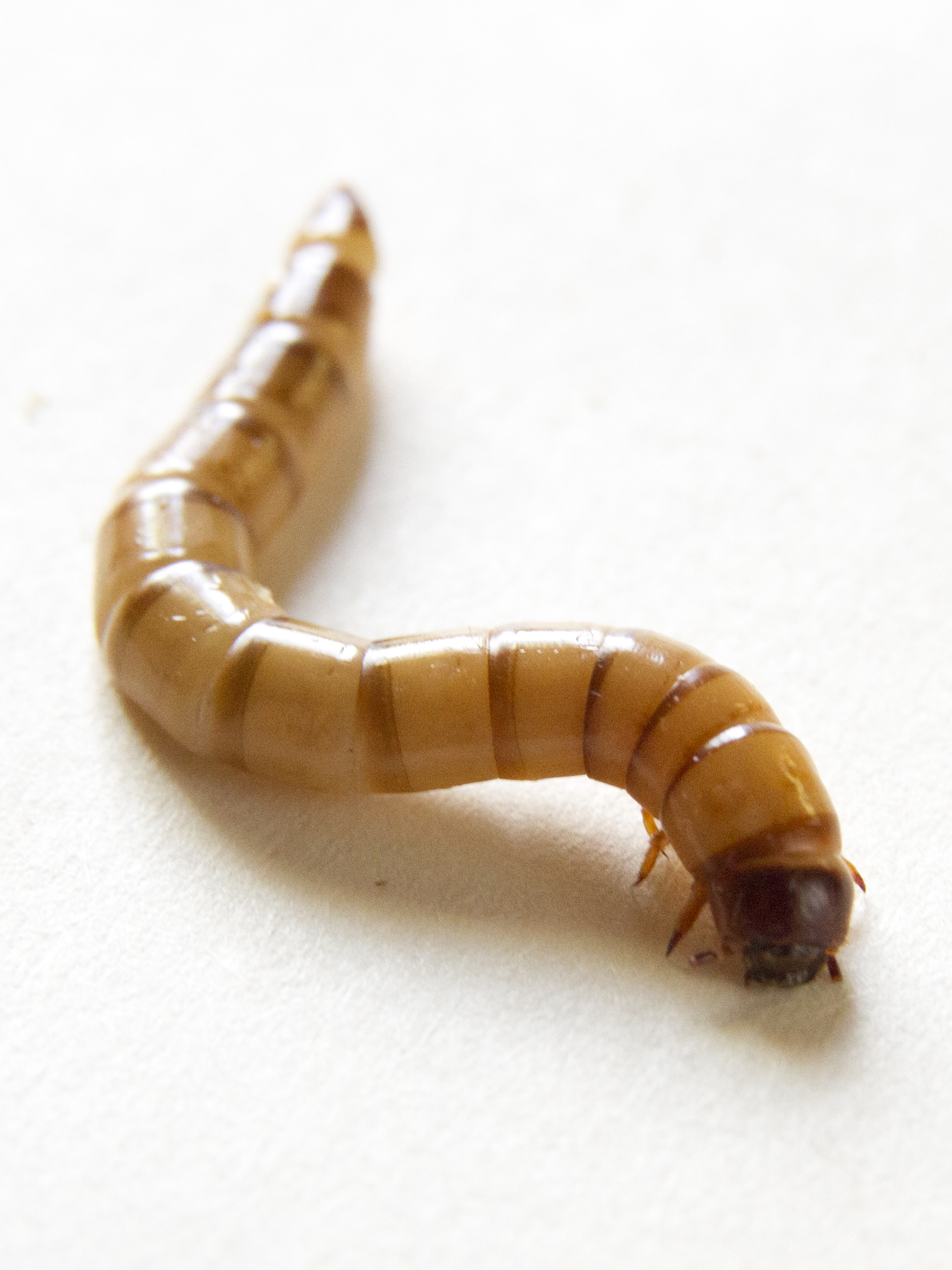 Giant Mealworm Beetle