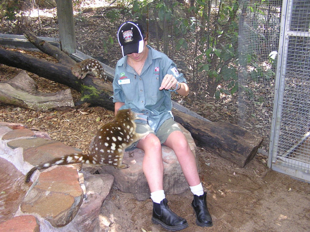Insects For Zoos