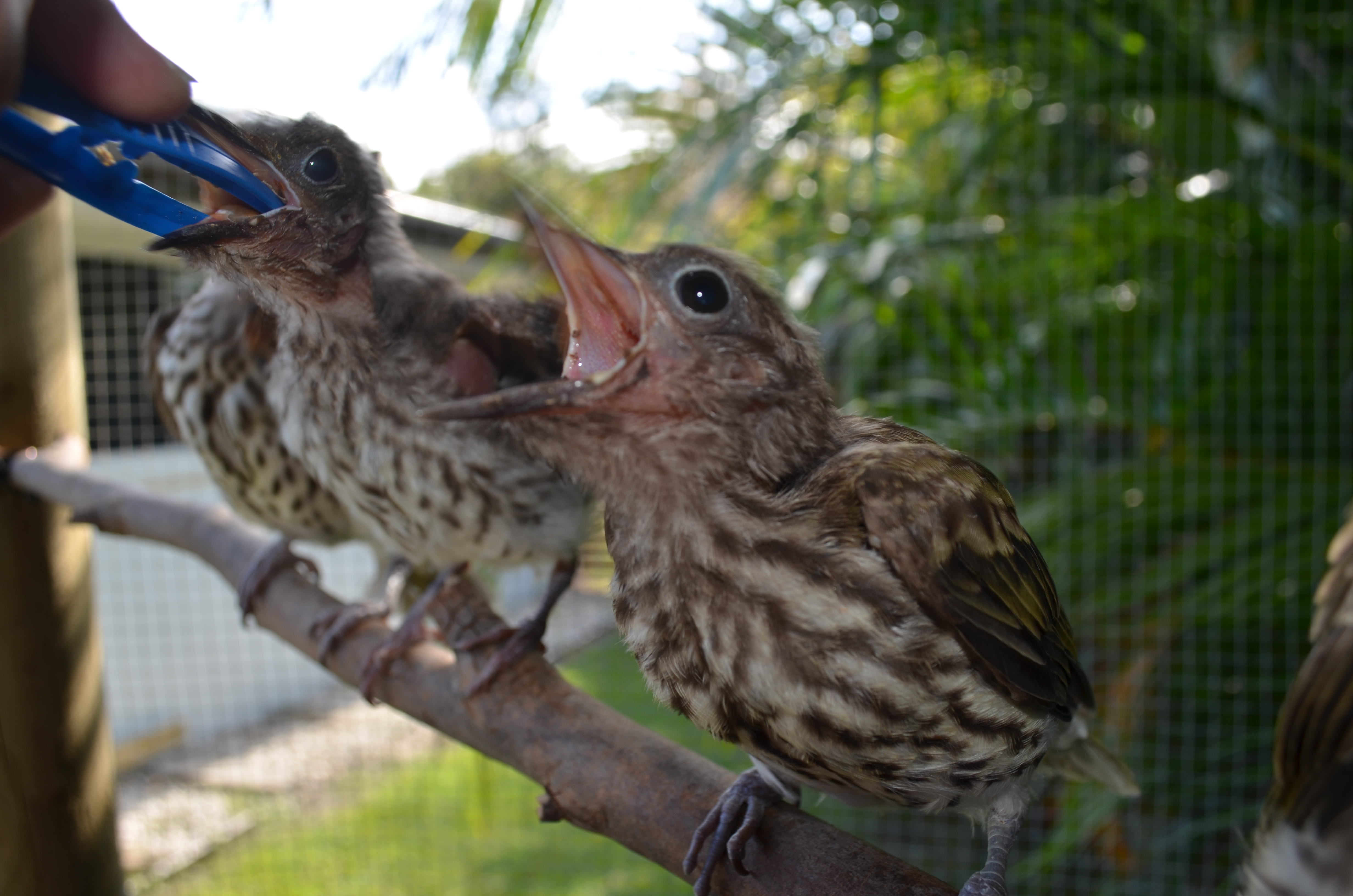 breeding-insects-for-wildlife-rescue