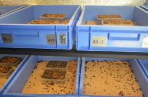 Mealworm-pupa-in-trays