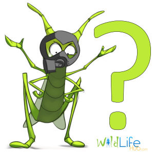 breeding-crickets-faqs-300x300