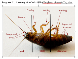 Cockroach biological anatomy close up of a cockroach showing anatomy with labels