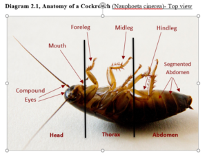 close up of a cockroach showing anatomy with labels