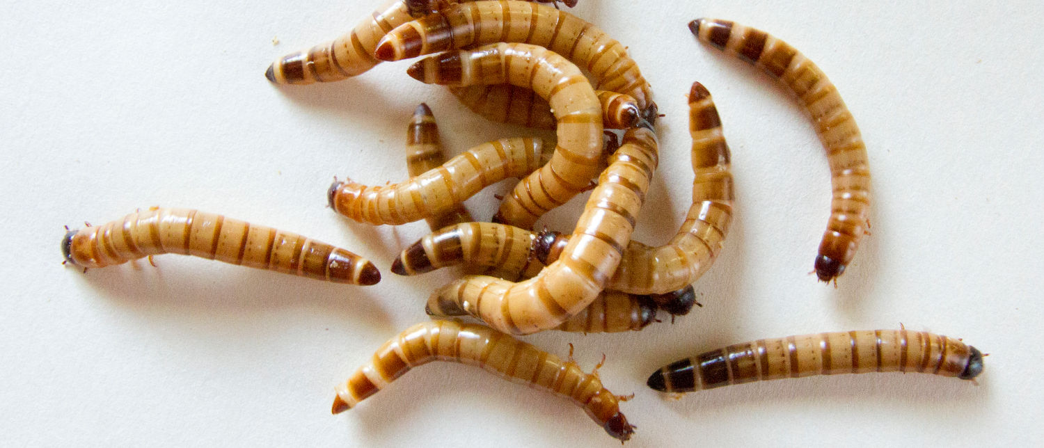 close up of a group of mealworms on a white background