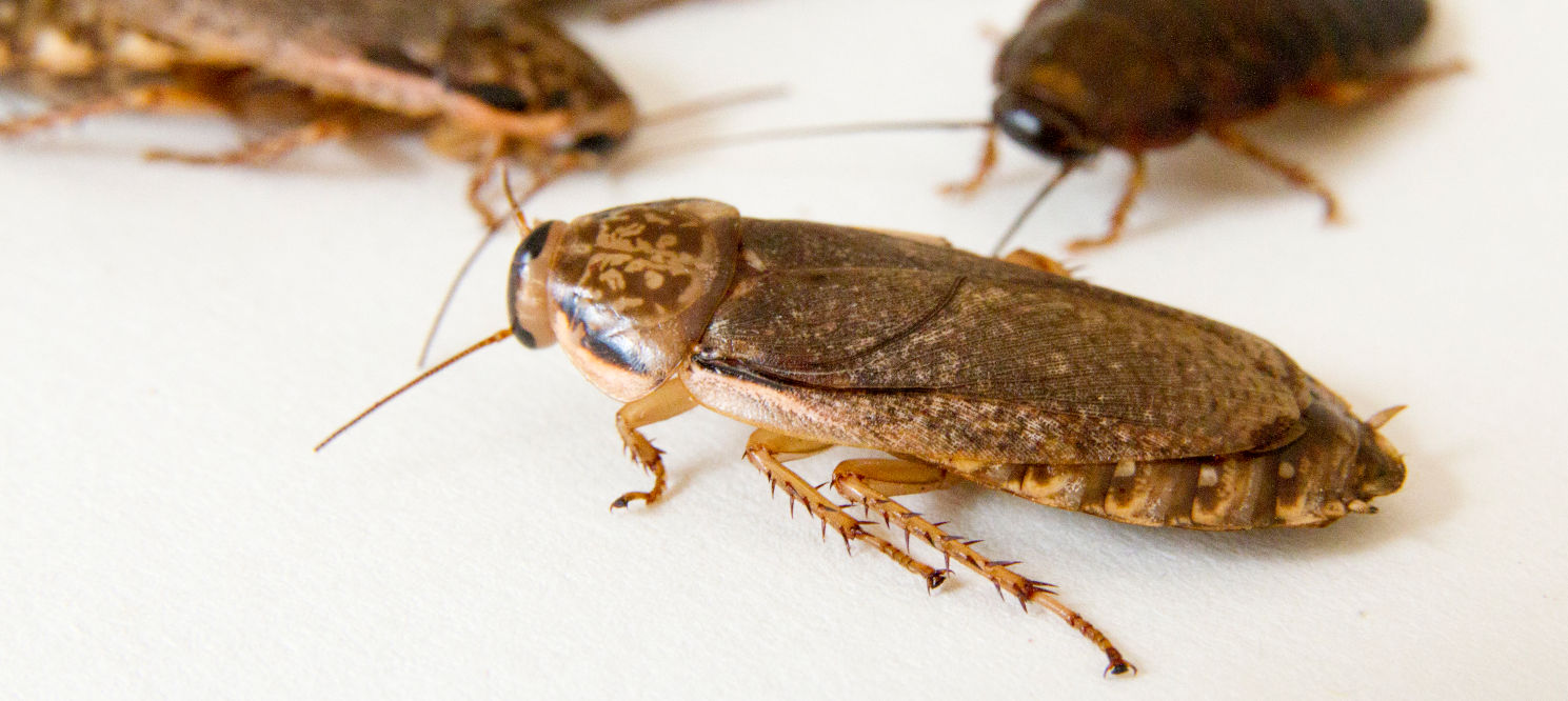 Close up of cockroaches on a white background