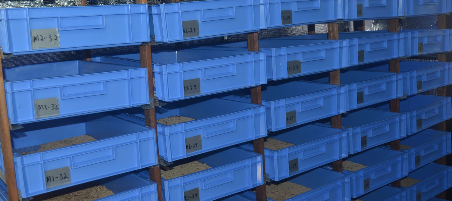 Close up of a commercial insect farm with rows of blue mealworm trays