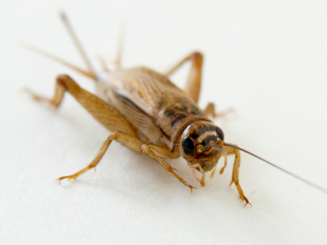 cricket from the front on a white background