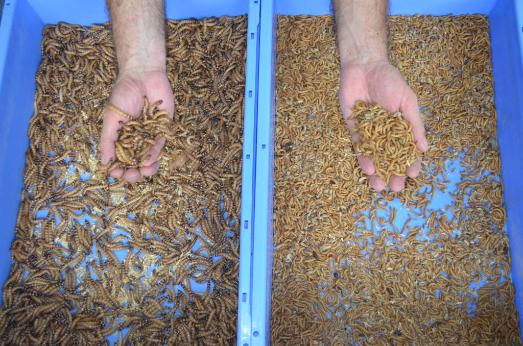 A hand full of giant and yellow mealworms over two blue mealworm trays