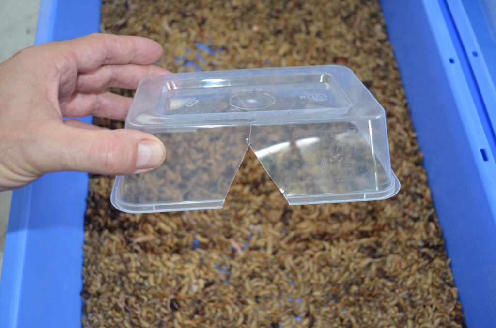 photo of the base of a mealworm platform used for breeding. Consists of a take away container that has a triangle cut from both sides.