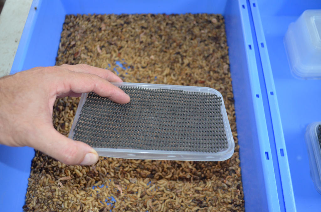 photo of the lid of a mealworm pupa platform used for breeding mealworms. Consists of a take away conainer lid with a cutlery cloth over the lid.