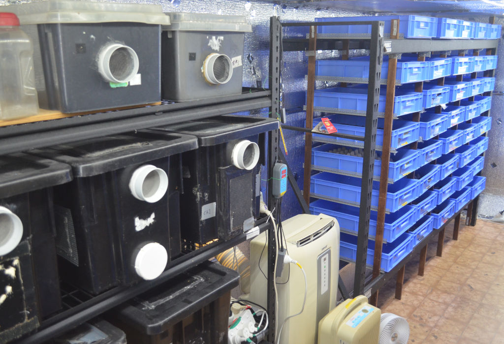 photo of a commercial insect farm with hundreds of blue mealworm trays and cricket containers. Crickets are housed in black containers and mealworms are housed in blue trays on shelving. Farm has climate control and reflective aluminium reflective insulation.