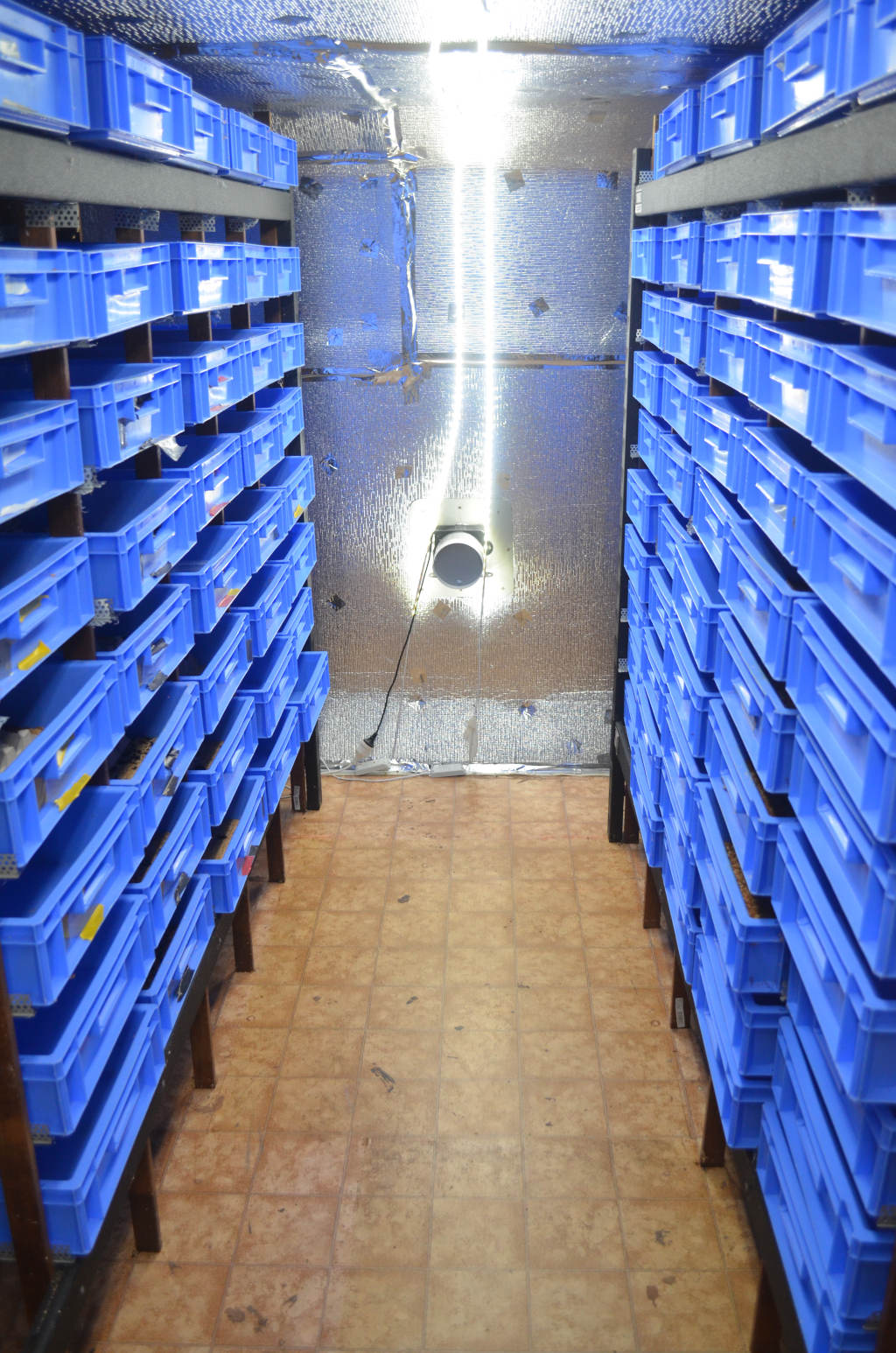 Photo of a commercial mealworm farm. A coridor in the middle with wall to wall containers on either side. Bright strip lightening on roof and ventilation fan at end wall. Walls are covered in aluminium insulation.