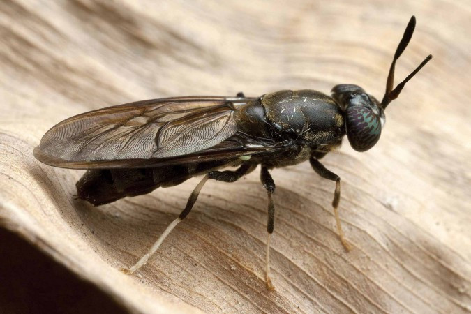 close up photo of a soldier fly on a brown leaf. It has a black body and white tips on its legs. Eyes have a marbled black and green color.