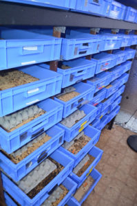 photo of a commercial mealworm farm with hundreds of blue trays in shelving. The front rows are pulled out so you can see the mealworms.