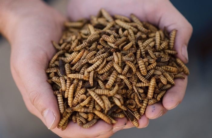 close up photo of a large handful of soldier fly larvae. They are yellow in color and are have a segmented body.