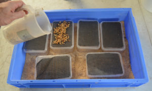 Photo of six mealworm platforms in a blue tray. Tray is filled with meal and pupa is being poured onto the platforms.