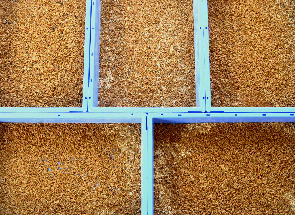 close up photo of five blue trays side by side full of yellow mealworms with no substrate.