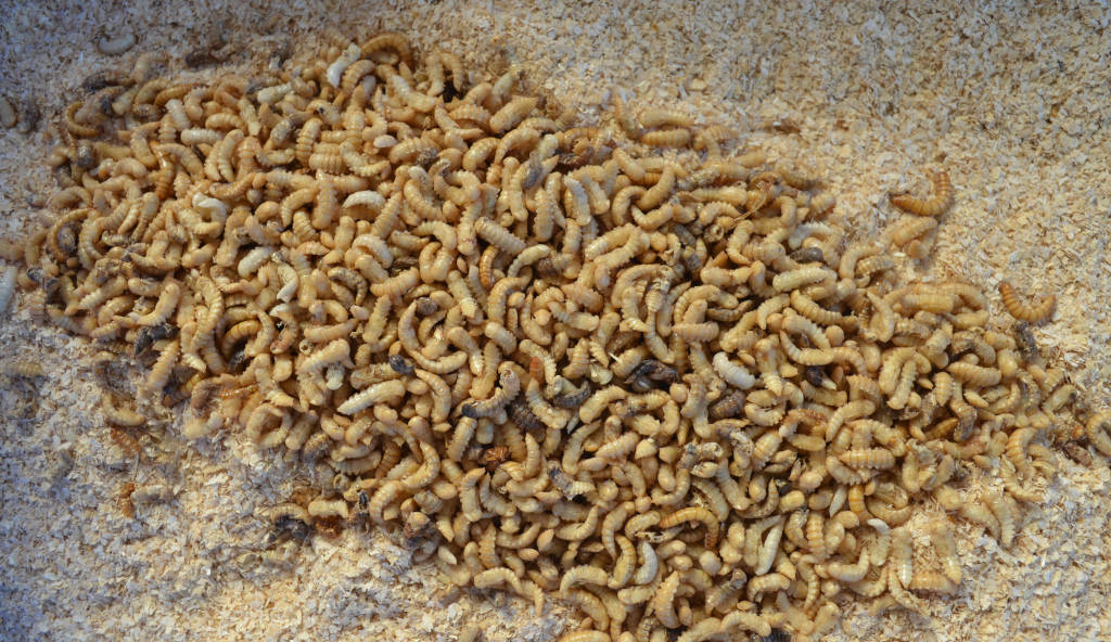 close up photo of a pile of mealworm pupa on wheat bran