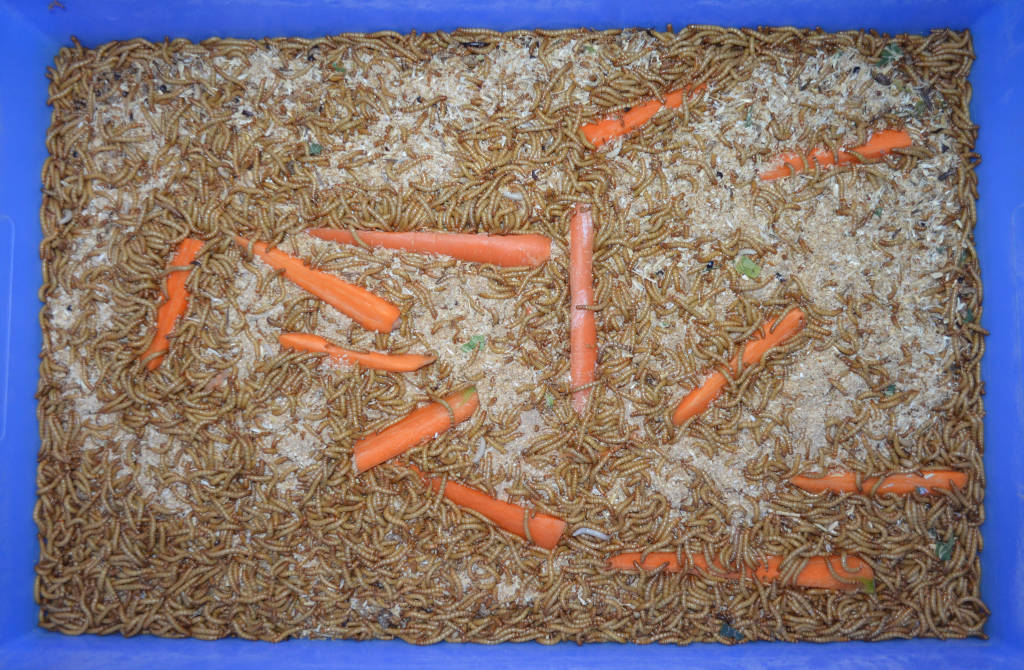 Photo of thin pieces of carrot being eaten by yellow mealworms. Thousands are devouring the carrot from all sides.