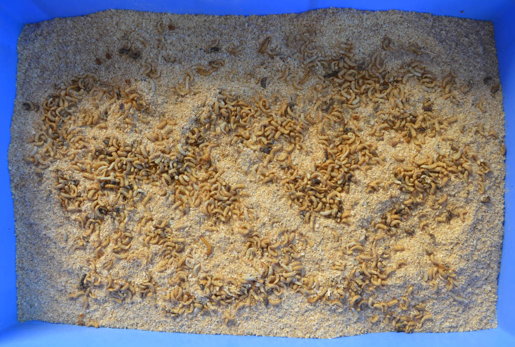 photo of mealworm pupa on bran in a large blue tray