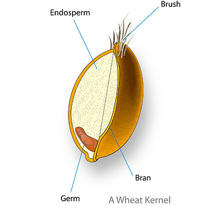 bulgur bran wheat substrate mealworm grain diagram definitions wikipedia courtesy