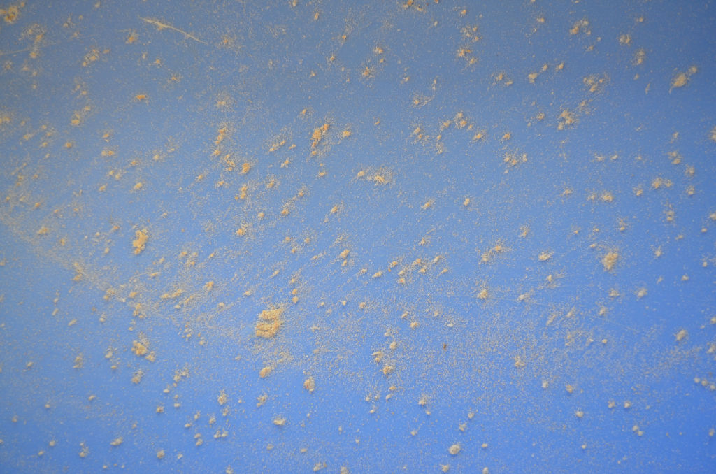 photo of yellow mealworm eggs on the bottom of a blue mealworm tray. Eggs look like numerous yellow dots
