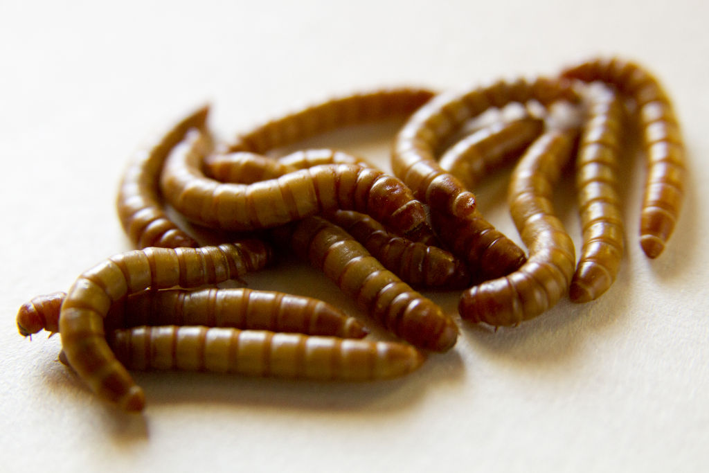 photo of a group of yellow mealworms close up on a white background