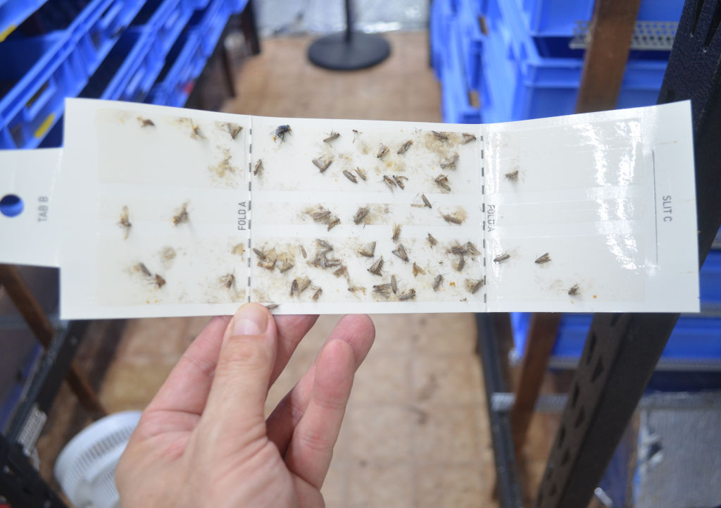 trapping-moths-in-mealworm-farm photo of moths trapped on sticky insect traps. Trap is held up by a hand, with a mealworm farm in the background.