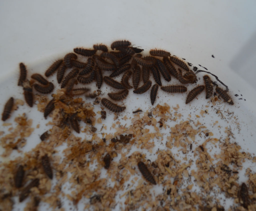 Photo of pest species of dark brown insect with furry border. Pests came in on mealworm breeding stock.
