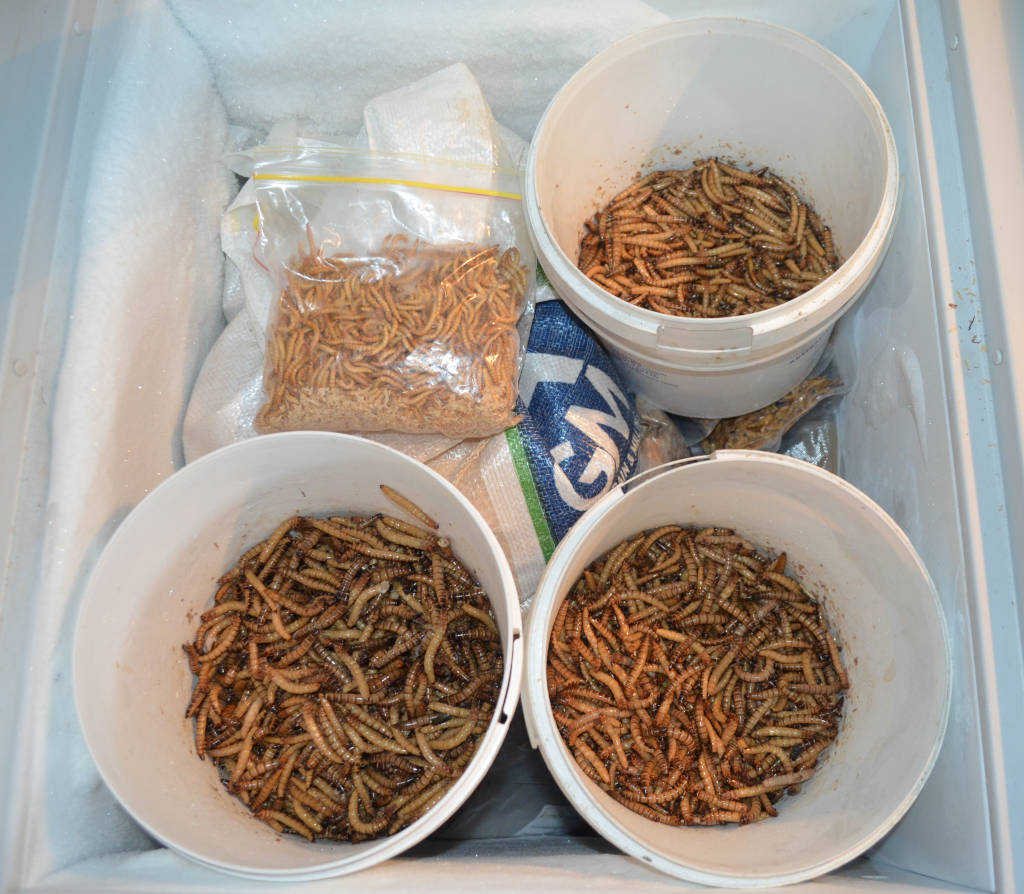 Photo of Giant Mealworms in freezer. They are being partially frozen in white buckets to loosen them prior to being vacuum sealed.