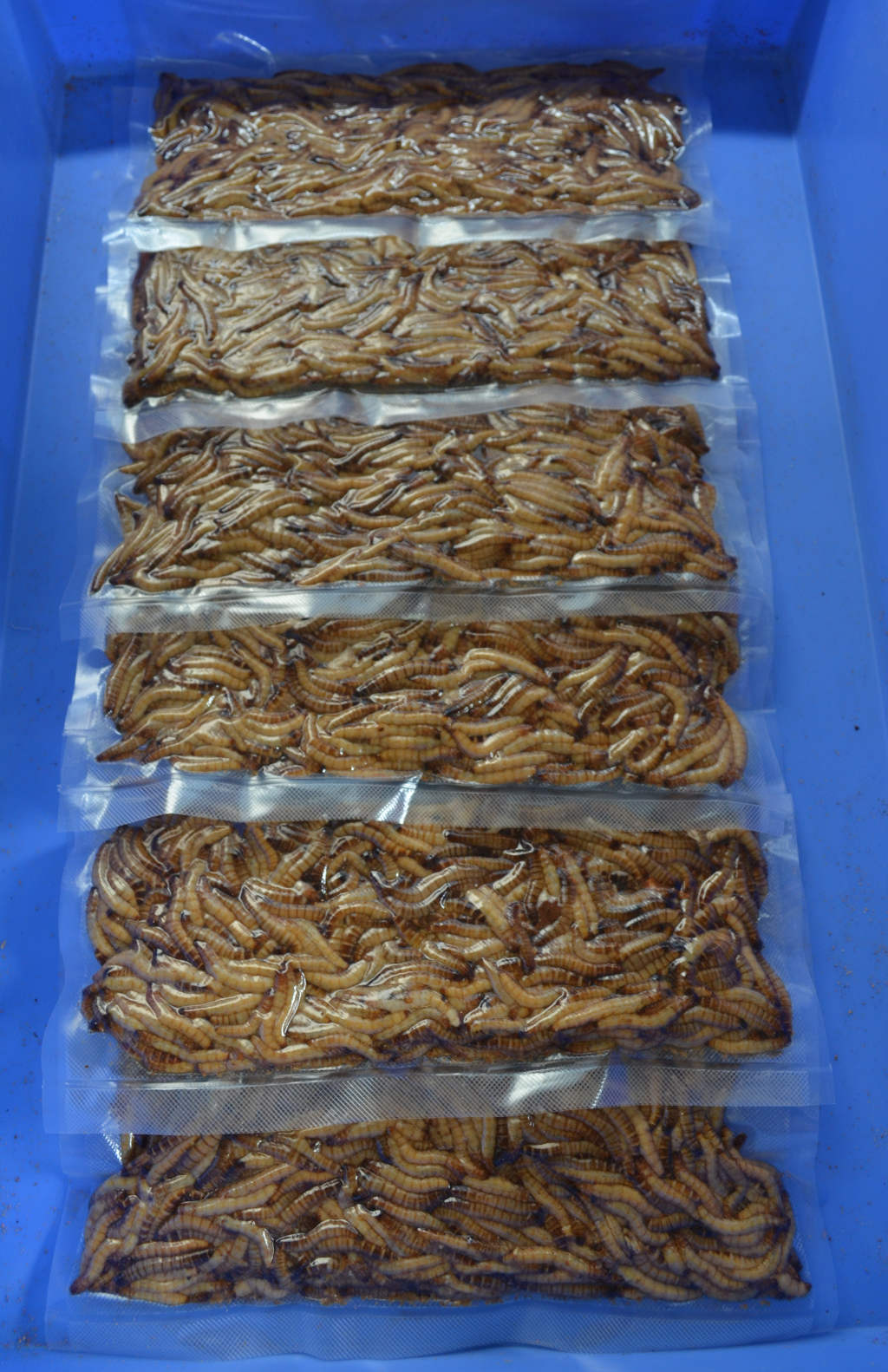Photo of giant mealworms that have been vacuum sealed in clear bags in a blue tray.
