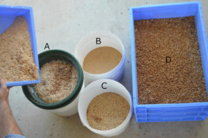 Photo of filtering of mealworm frass. Four separate fractions are shown A) mealworms and frass from blue tray B) frass in white bucket C) substrate after filtering in white bucket D) filtered worms in blue tray, no substrate