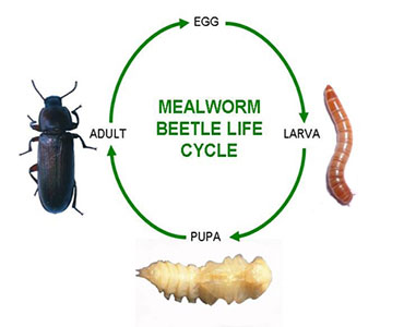 mealworm lifecycle
