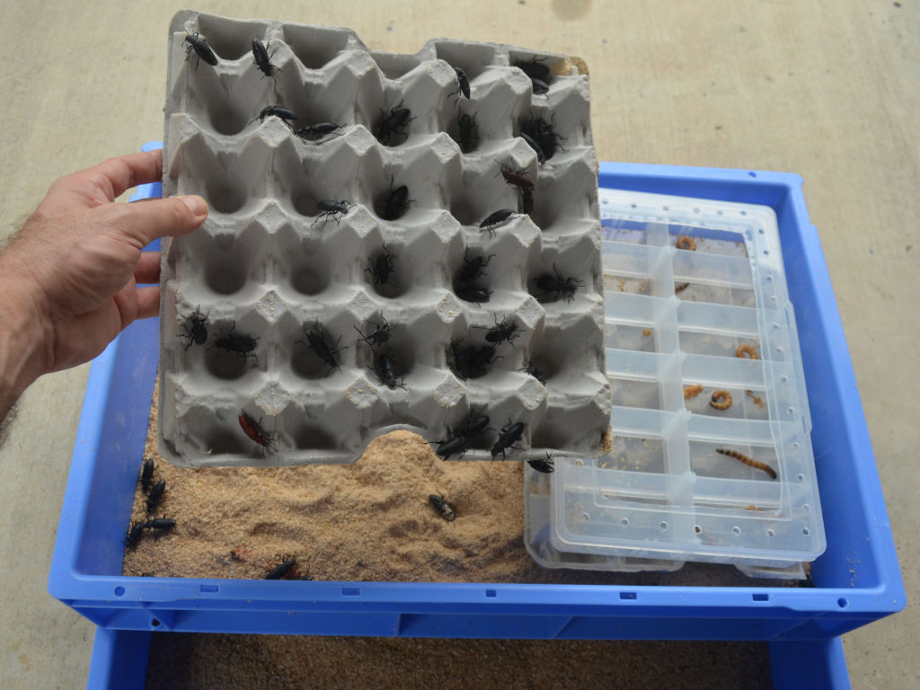 photo of giant mealworm beetles on carton lifted above a breeding tray with pupa rearing box.