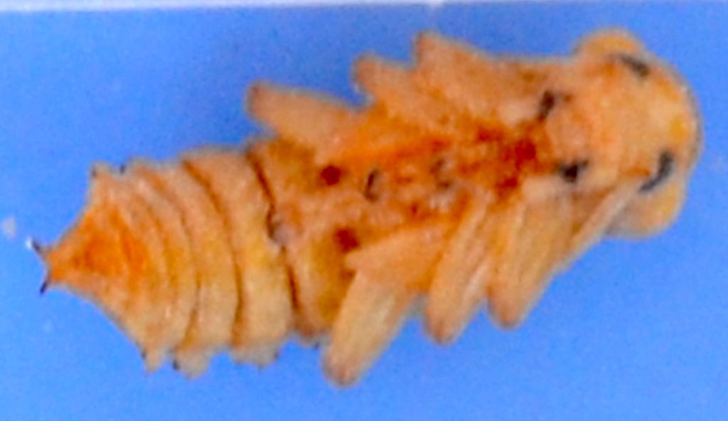 giant-mealworm-pupa-on-back Photo of a giant mealworm pupa (Zophobas morio) on its back.