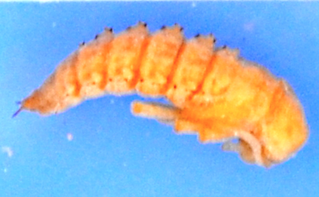 Photo of a giant mealworm pupa (Zophobas morio) on its side.