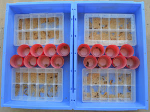 Photo of giant mealworm pupa in compartments made from fishing tackle box and plastic cups.