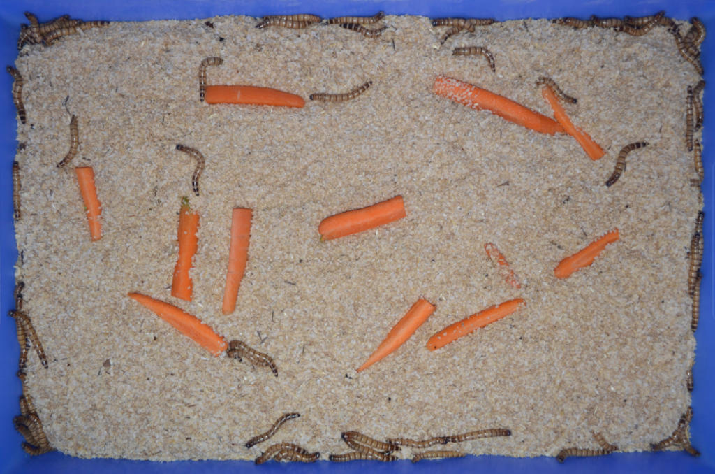 Photo of giant mealworms eating carrots in a tray of meal.