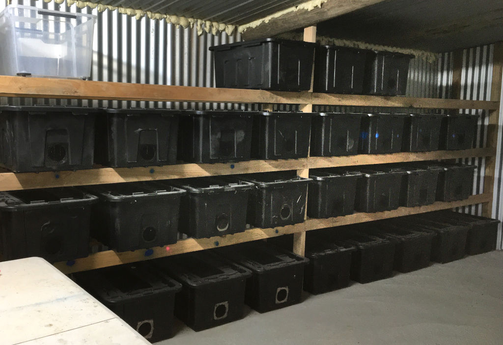 Photo of the inside of a commercial cricket farm. Contains numerous black containers stored in an insulated metal farm.