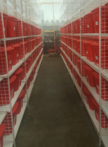 photo of a large cricket farm in a warehouse. Long isle in the center with hundreds of red cricket containers on shelves on both sides.
