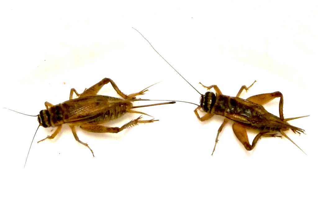 Close up photo of a male and male House Cricket. Female has a large ovipositor at rear, male has none. Note the tail at rear of male cricket are wing overlap.